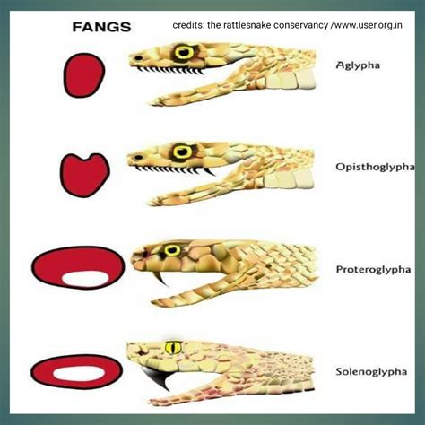 snake fang torsion test|fang shaped snakes pdf.